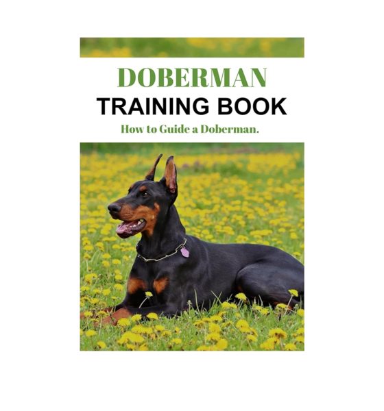découvrez notre guide complet sur le doberman : conseils d'éducation, alimentation, soins et astuces pour bien vivre avec ce chien intelligent et fidèle. idéal pour les propriétaires et passionnés de la race !
